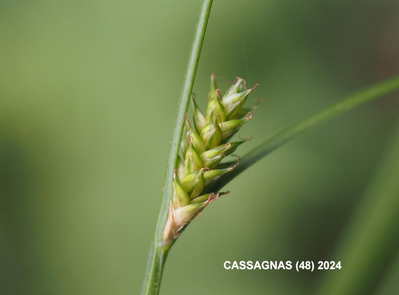Sedge, Dotted fruit